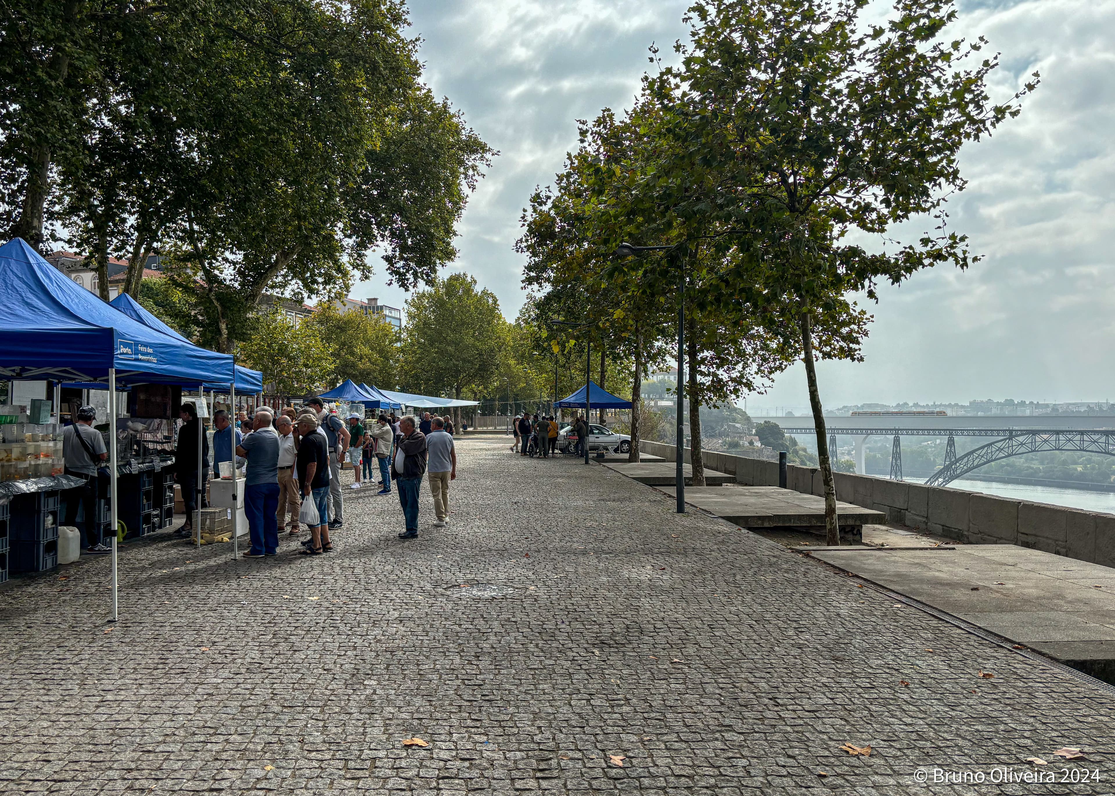 Main image of Singing Birds Fair in Porto